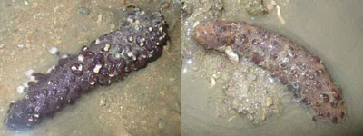 S.Coral-Order Alcyonacea (Changi)