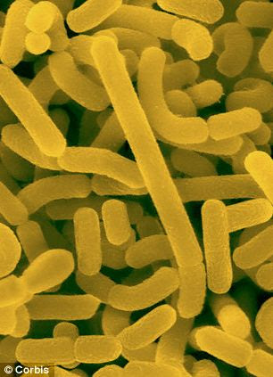 Beneficial bacteria found in fermented products such a yoghurt have long been known to boost immunity