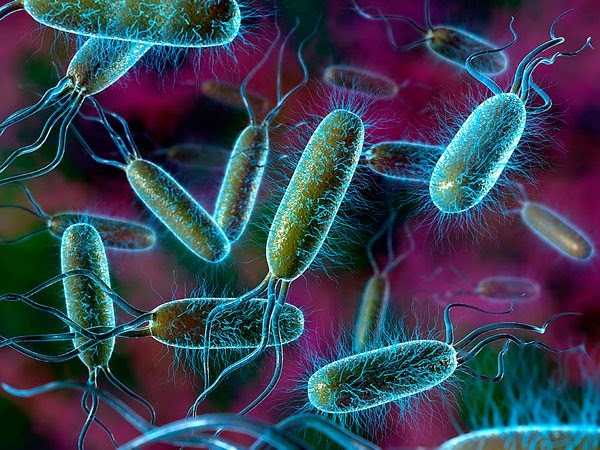 Bakteri Penyebaran