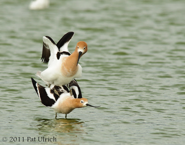 American avocet copulation - Pat Ulrich Wildlife Photography