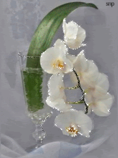 Белые орхидеи в стакане