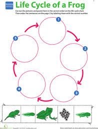 Teach child how to read: Free Printable Mammal Life Cycle Worksheet