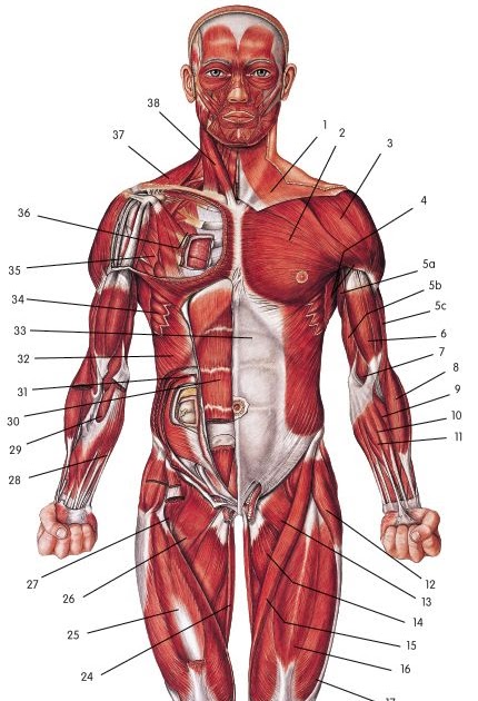 Female Body Diagram Muscles / Human Female Muscular System - Clinical