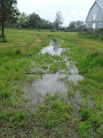 Seasonal pond, 3 June 2008