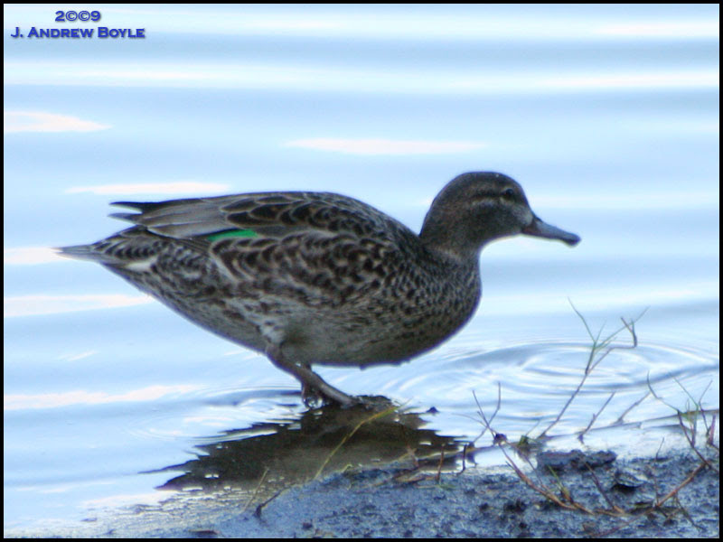 Green-winged Teal