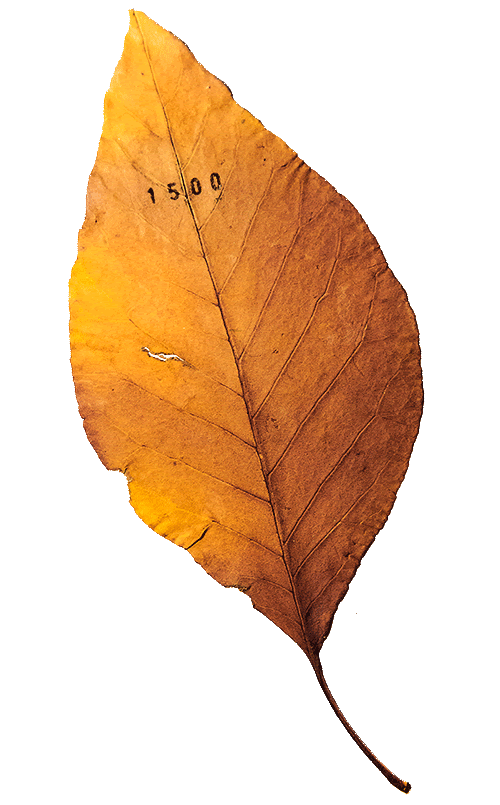 numbered leaves, stamped leaves