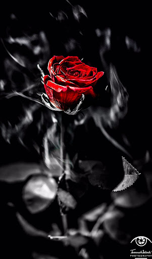 Rose Wallpaper Schwarz - Hintergrundbilder Schwarz Einfarbig Fotografie