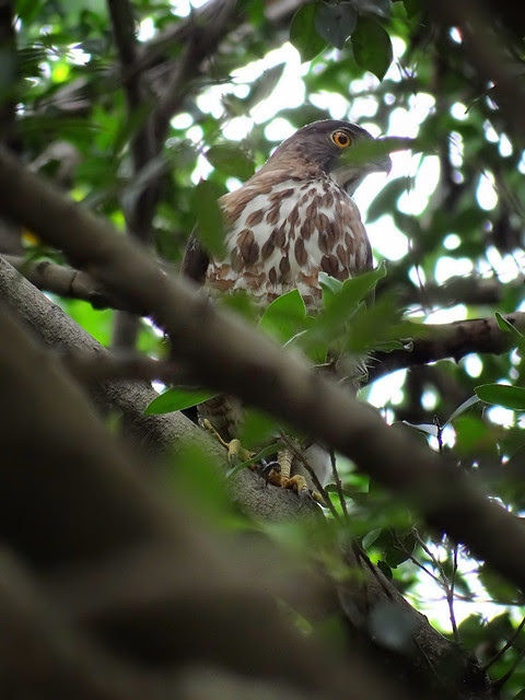 鳳頭蒼鷹/無限台南