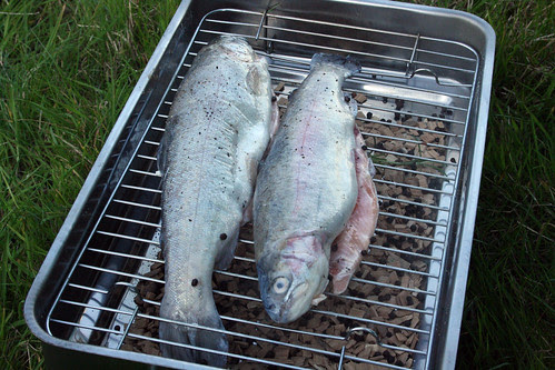 Trout to be smoked