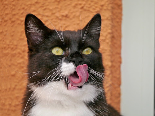Tussi sees a yummy bird...