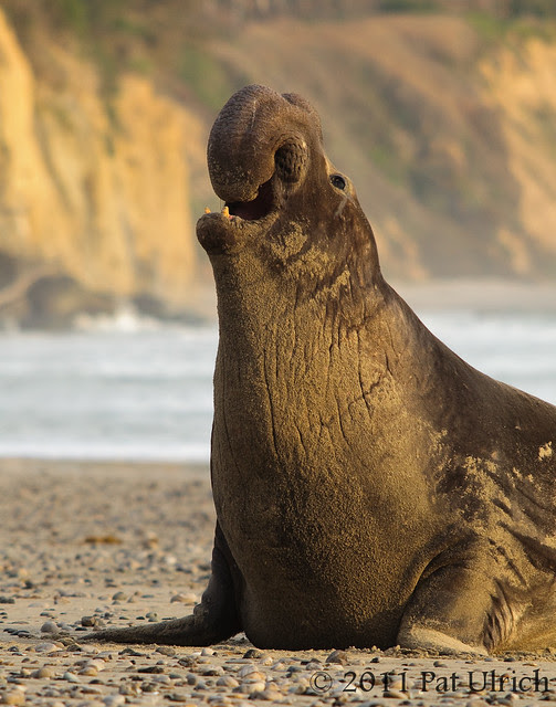 Posturing bull northern elephant seal -- Pat Ulrich Wildlife Photography