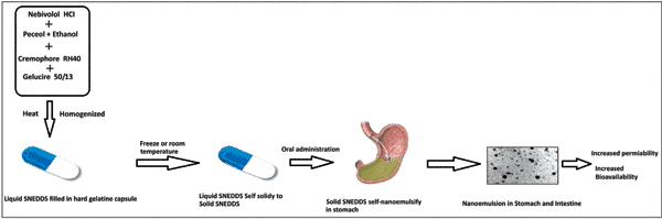 Pharmaceutical Nanotechnology Formulation Studies On Novel Self Solidifying Self Nanoemulsifying Drug Delivery Systems Of Nebivolol Hydrochloride