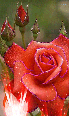 Красивая роза.