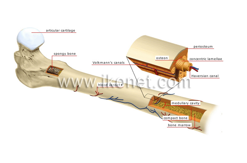 Compact Bone Diagram / Compact Bone Definition And Function Biology