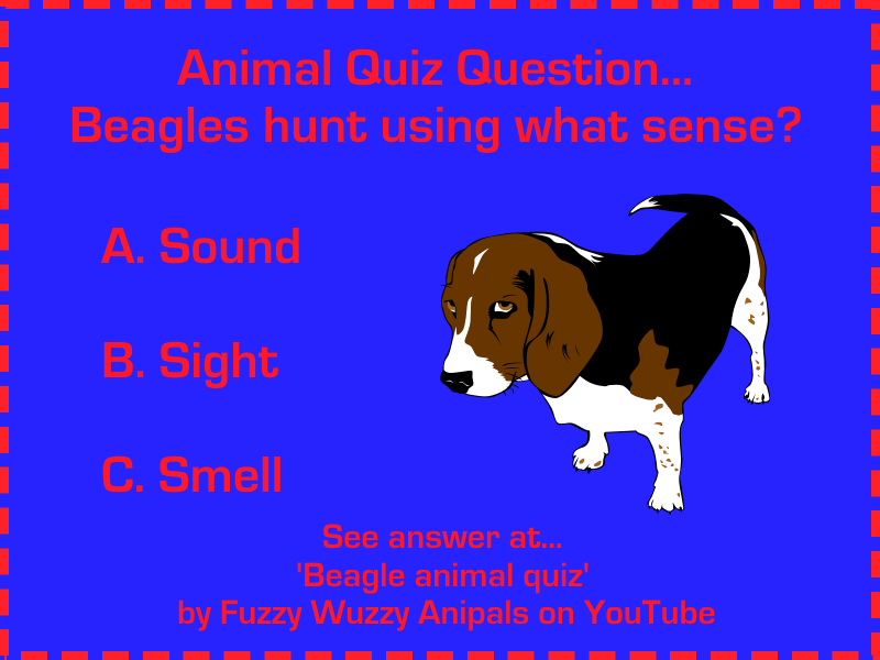 Animal Quiz Questions With Options - VINAML