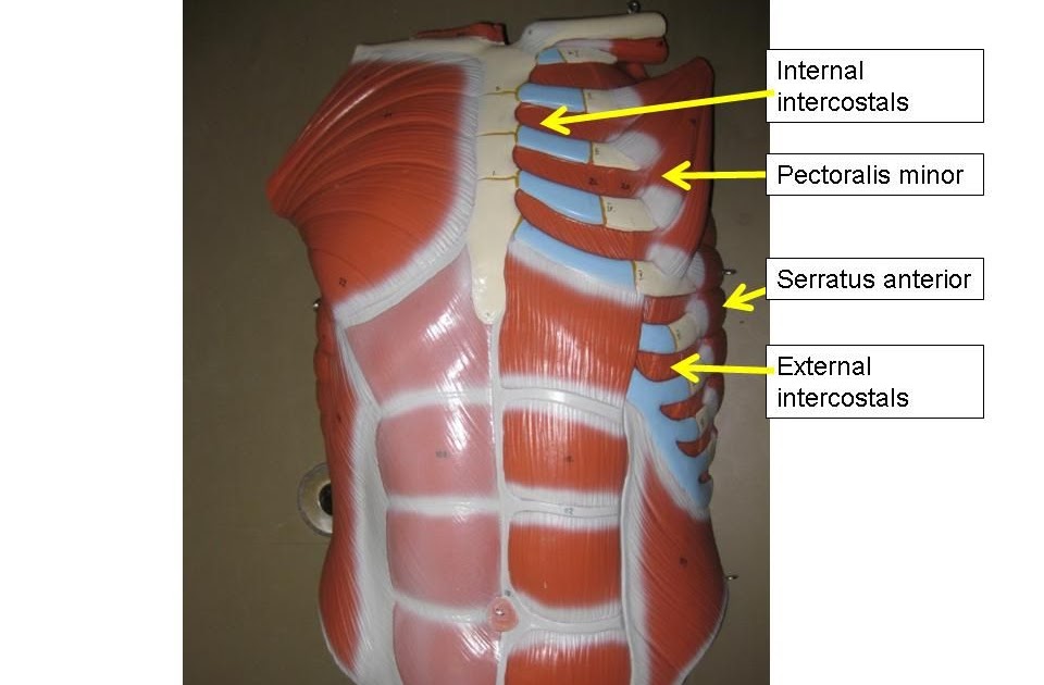 Muscles Of The Chest And Abdomen Labeled : Muscles of Head, Neck, Chest