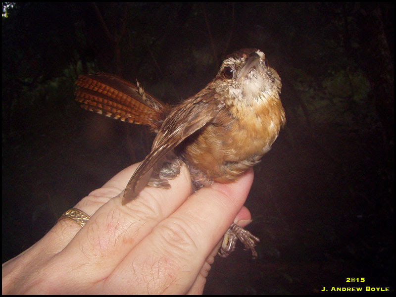 Carolina Wren Carolina Wren