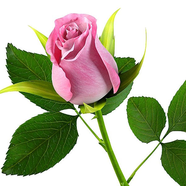 Setangkai Bunga Mawar Pink Clipart Best