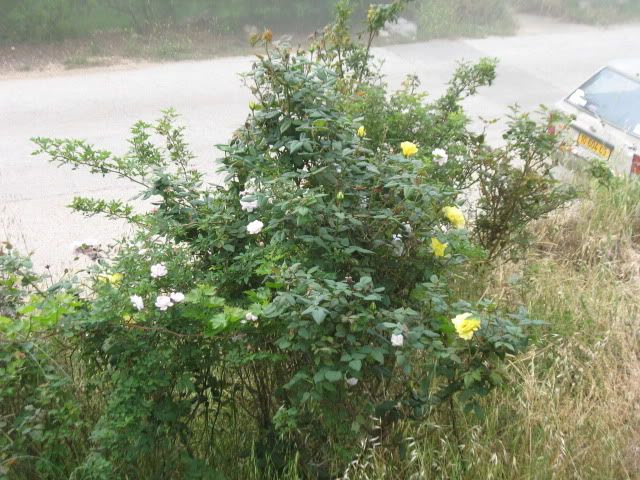 Spring 2010