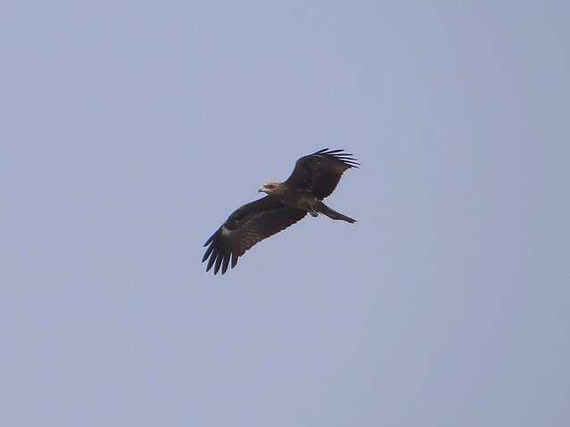 黑鳶、老鷹/無限台南