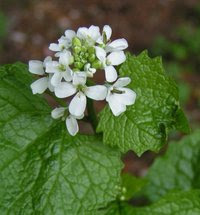 garlicmustard200