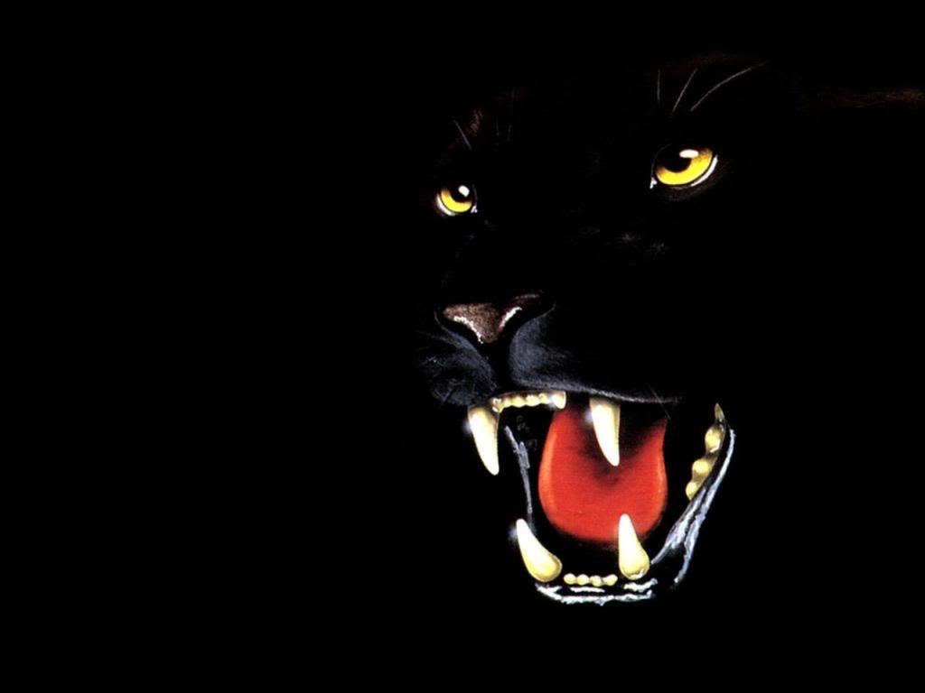 Black Panther 3d Wallpaper Hd Image Num 43