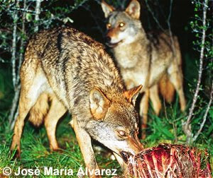 Lobo ibérico (Canis lupus signatus) Lobo ibérico
(Canis lupus signatus)