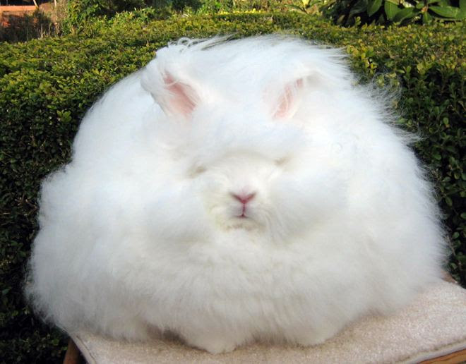 angora zec