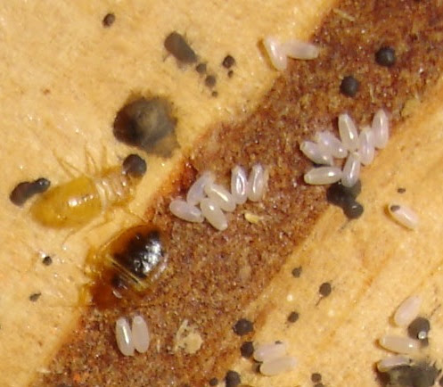 Bed bugs, their eggs and excrement Bed bugs, their eggs and excrement