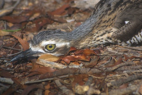 Bush Stone Curlew