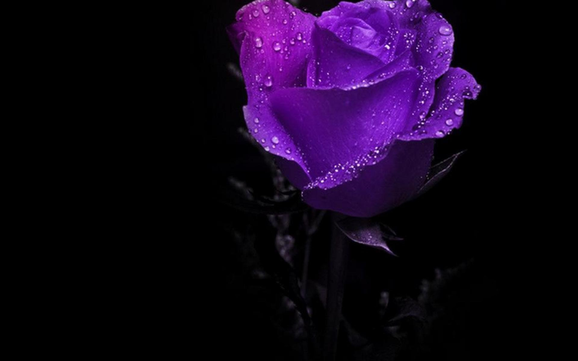 Violet Rose Wallpaper (60+ images)