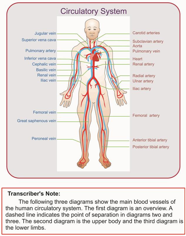 33 Label The Circulatory System - Labels Information List