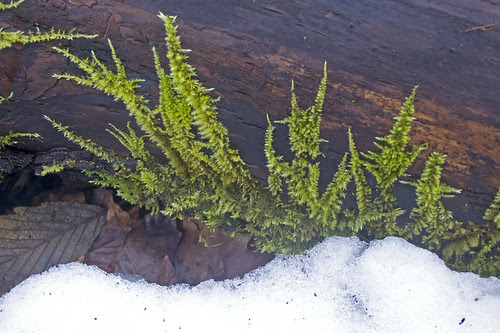 moss fingers