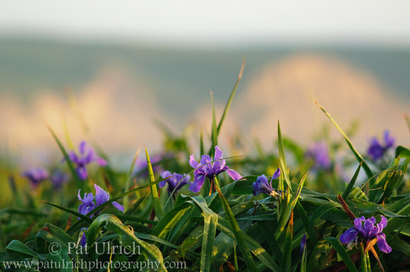Photograph of wild irises and sandstone bluffs in Point Reyes