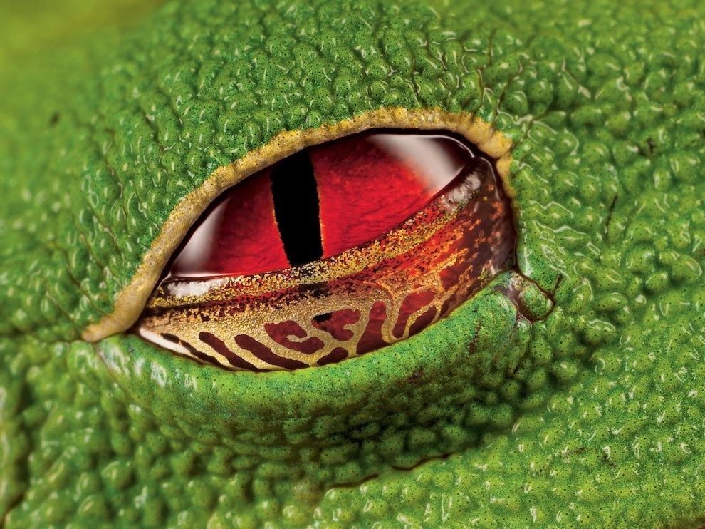 Red-eyed tree frog, Costa Rica