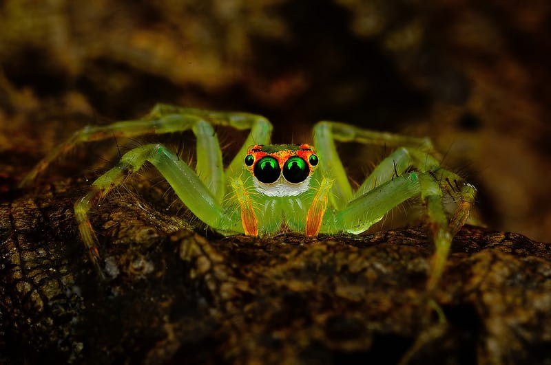Eye of the Spider: Hypnotizing Macro Photos of Exotic Spiders Staring Directly into Your Mind Eye of the Spider: Hypnotizing Macro Photos of Exotic Spiders Staring Directly into Your Mind spiders macro