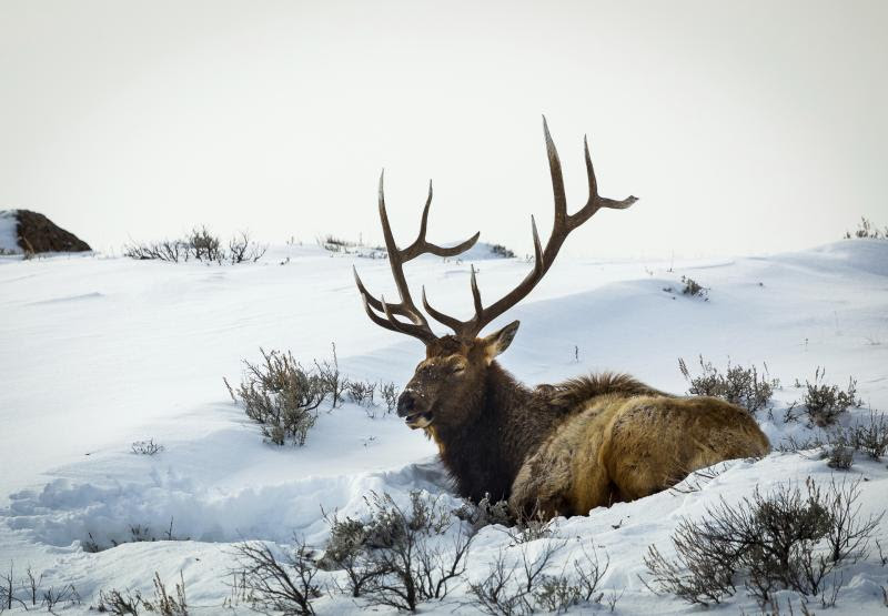 28 Elk Skeleton Diagram - Wiring Diagram Info