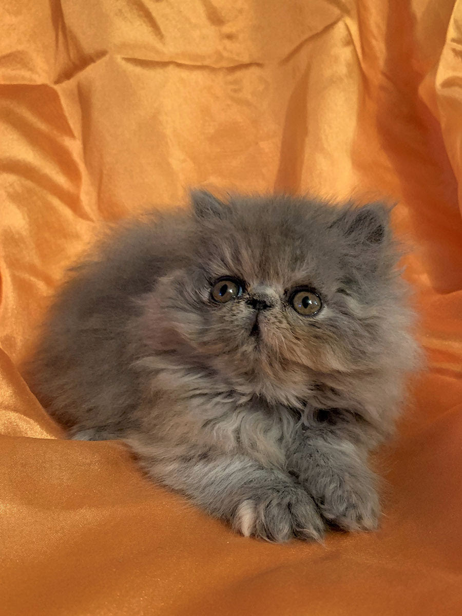 Persian Cats For Sale In Sri Lanka 2020 Pics Rura Pets