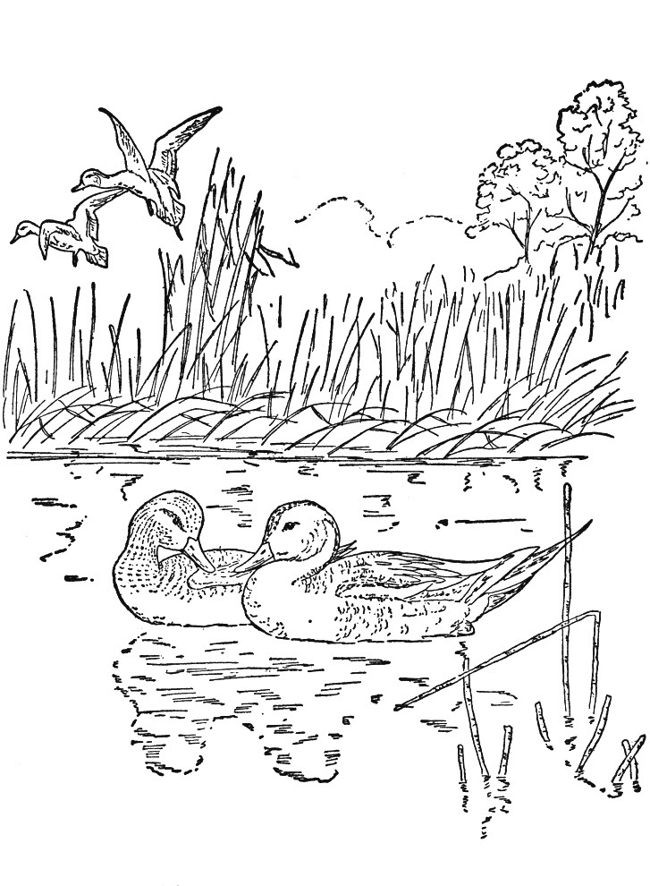 Interaktion Han Tilbagebetale Nature Coloring Pages For Adults To Print - Coloring Pages