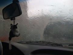 Vaca mirando a lluvia