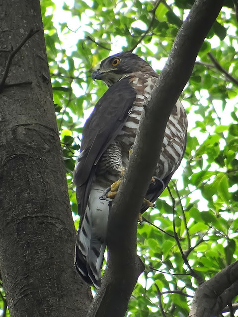 鳳頭蒼鷹/無限台南