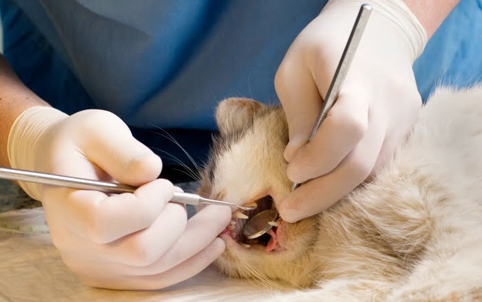 veterinário a ver dentes de um gato