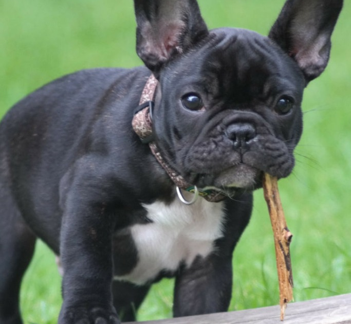 How To Potty Train A Puppy French Bulldog HOWOWOR