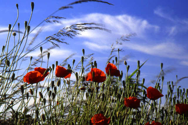Remembrance Day (also known as Poppy Day, Armistice Day