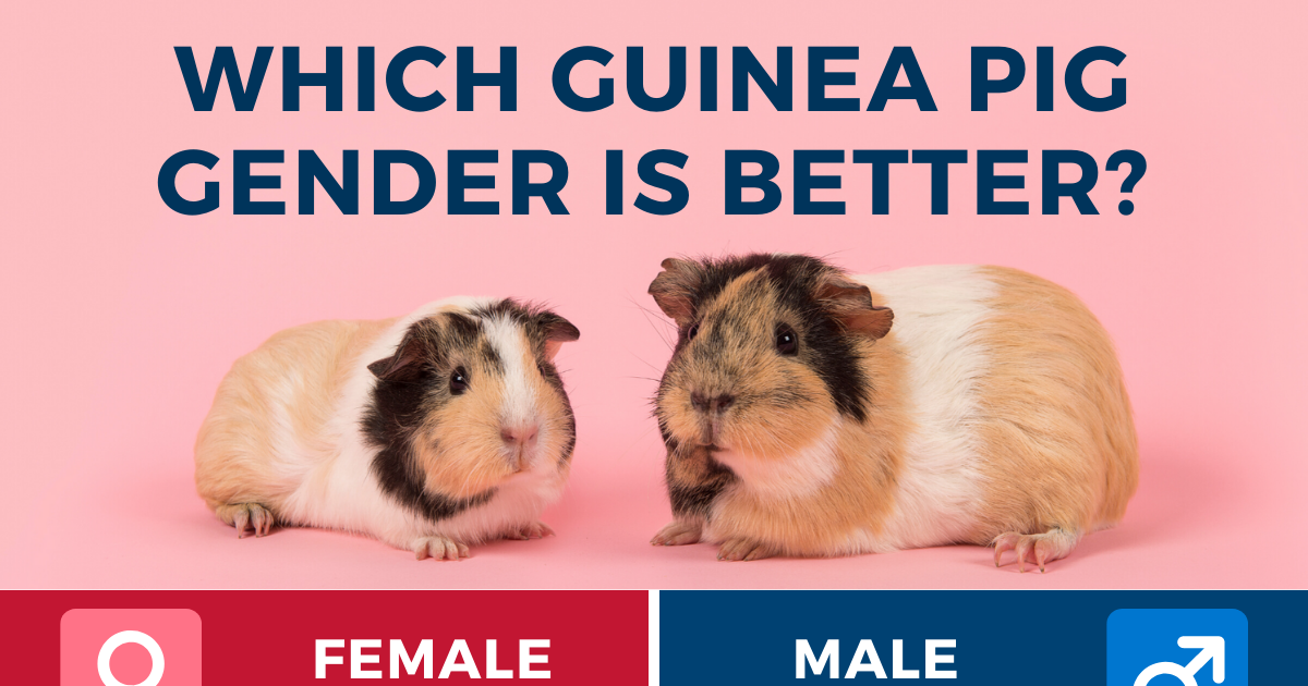 What Does To Be A Guinea Pig Mean - KWHATDO