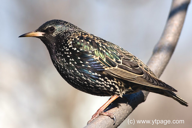 Starling