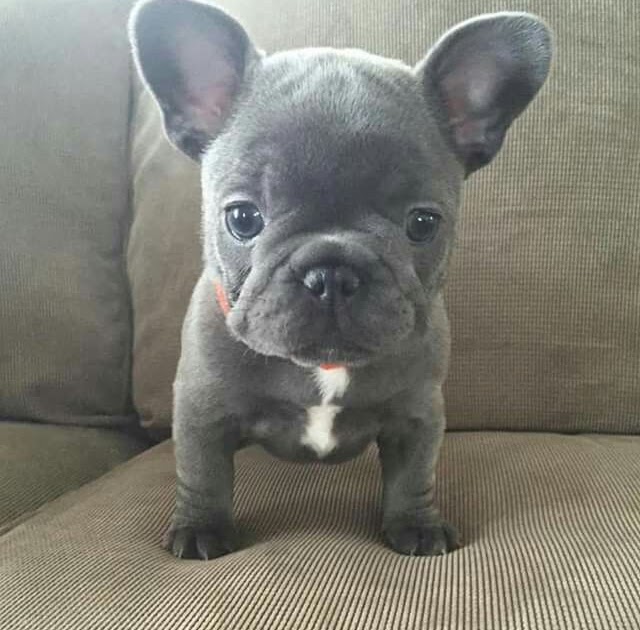 How Much Do Mini French Bulldogs Cost French Bulldog