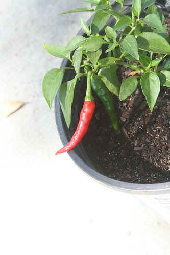 New_Pot
