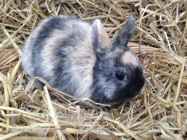 Kaninchen Babys Kaufen Hamburg