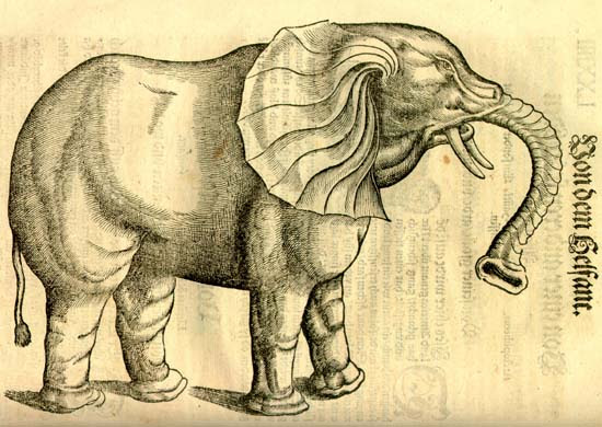 Elefánt. Gesner, Historia animalium, 1551